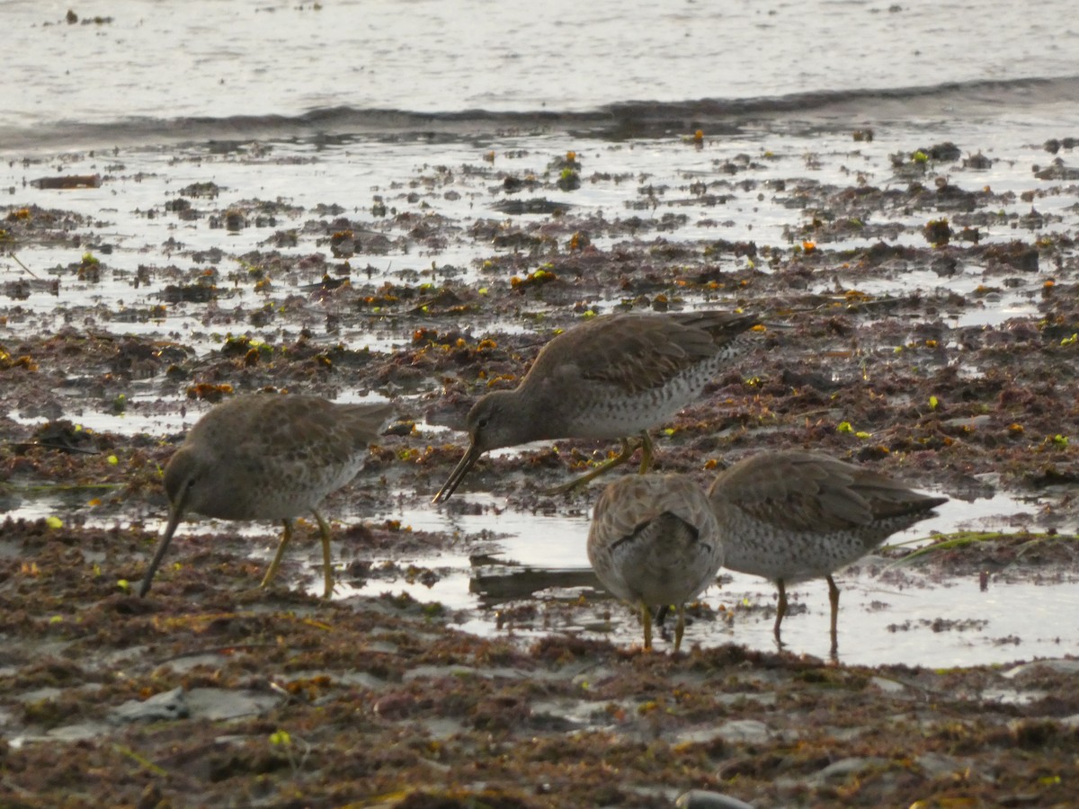 Agujeta Gris - ML647495841