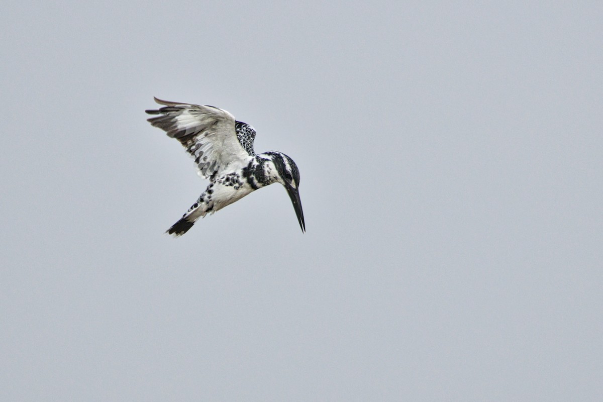 Graufischer - ML647495846