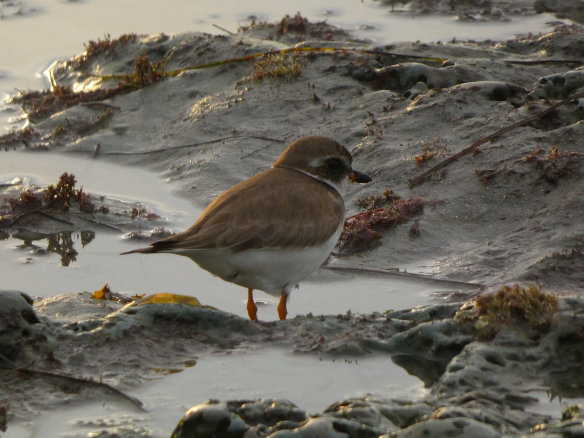 Chorlitejo Semipalmeado - ML647495849