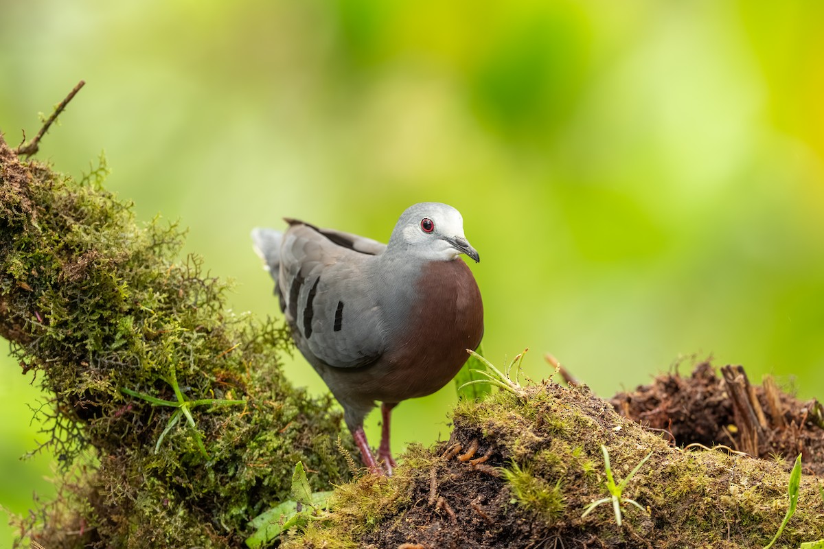 Maroon-chested Ground Dove - ML647495850