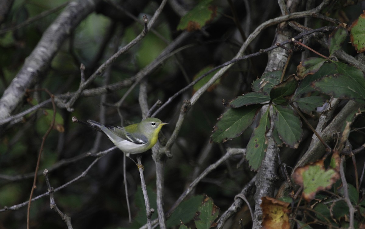 Northern Parula - ML647495857