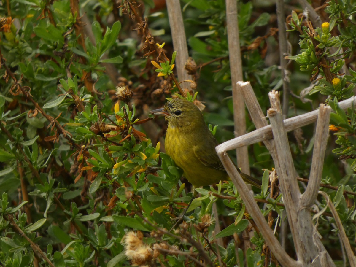 Reinita Coroninaranja - ML647495860