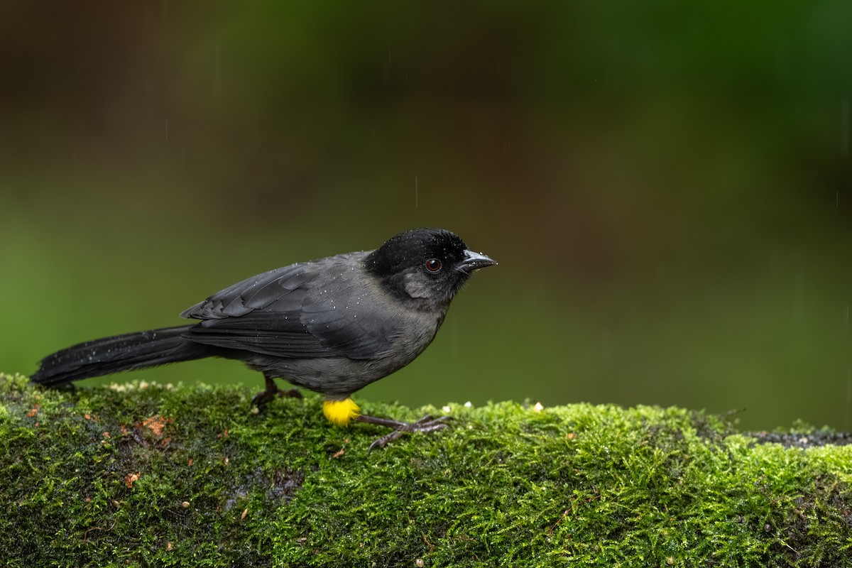 Yellow-thighed Brushfinch - ML647495868