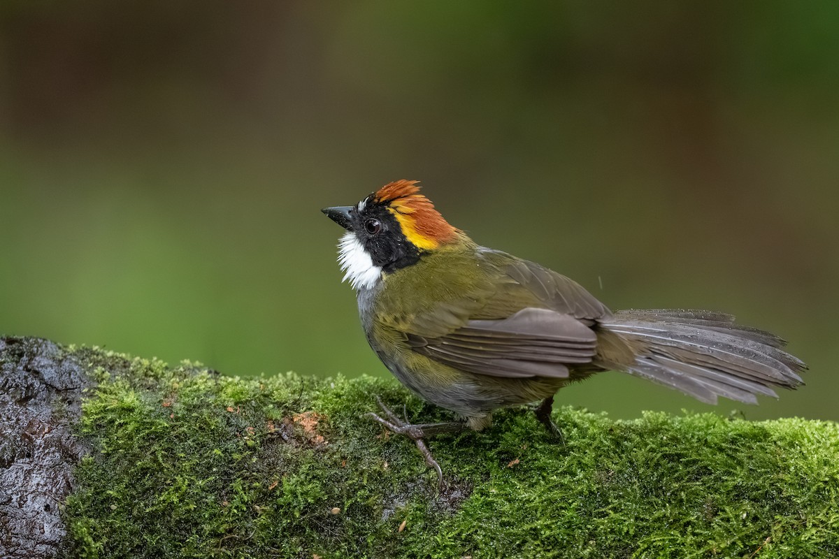 Chestnut-capped Brushfinch - ML647495869