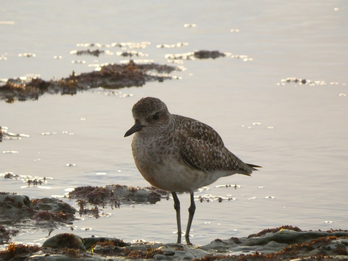 Chorlito Gris - ML647495870