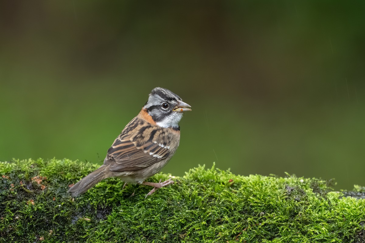 Rufous-collared Sparrow - ML647495872