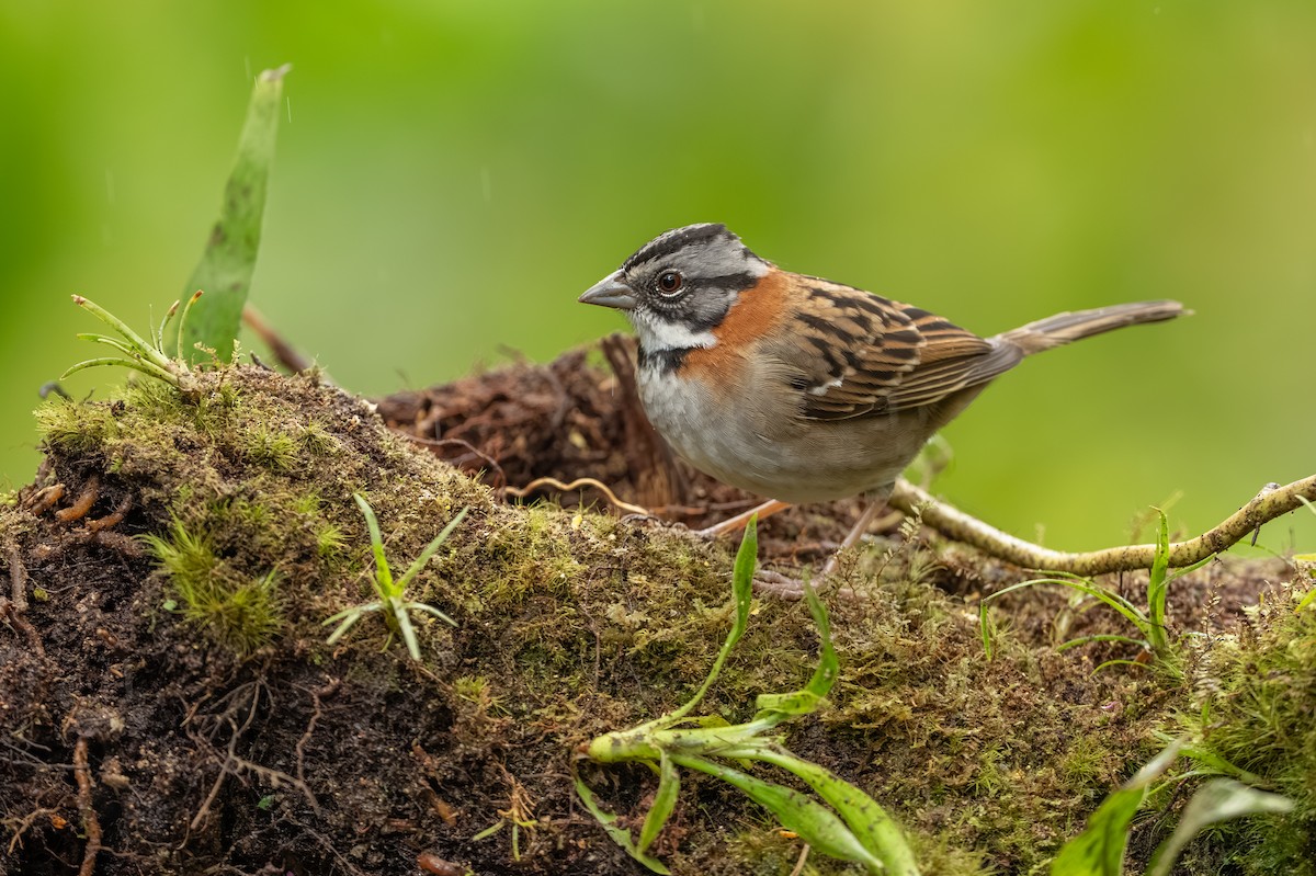 Rufous-collared Sparrow - ML647495873