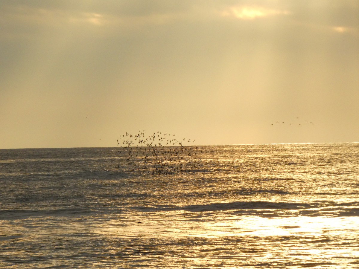 Chorlitejo Semipalmeado - ML647495878