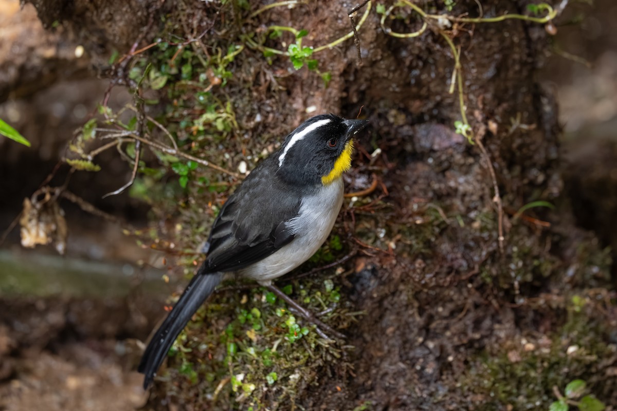 White-naped Brushfinch - ML647495880