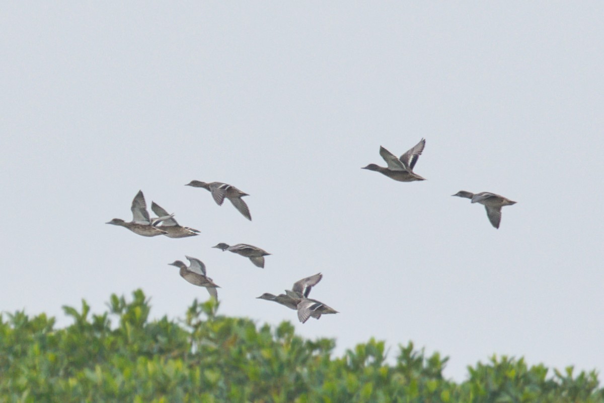 Sichelente - ML647495881