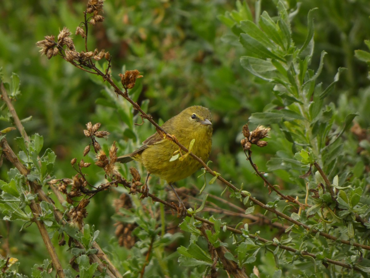 Reinita Coroninaranja - ML647495884
