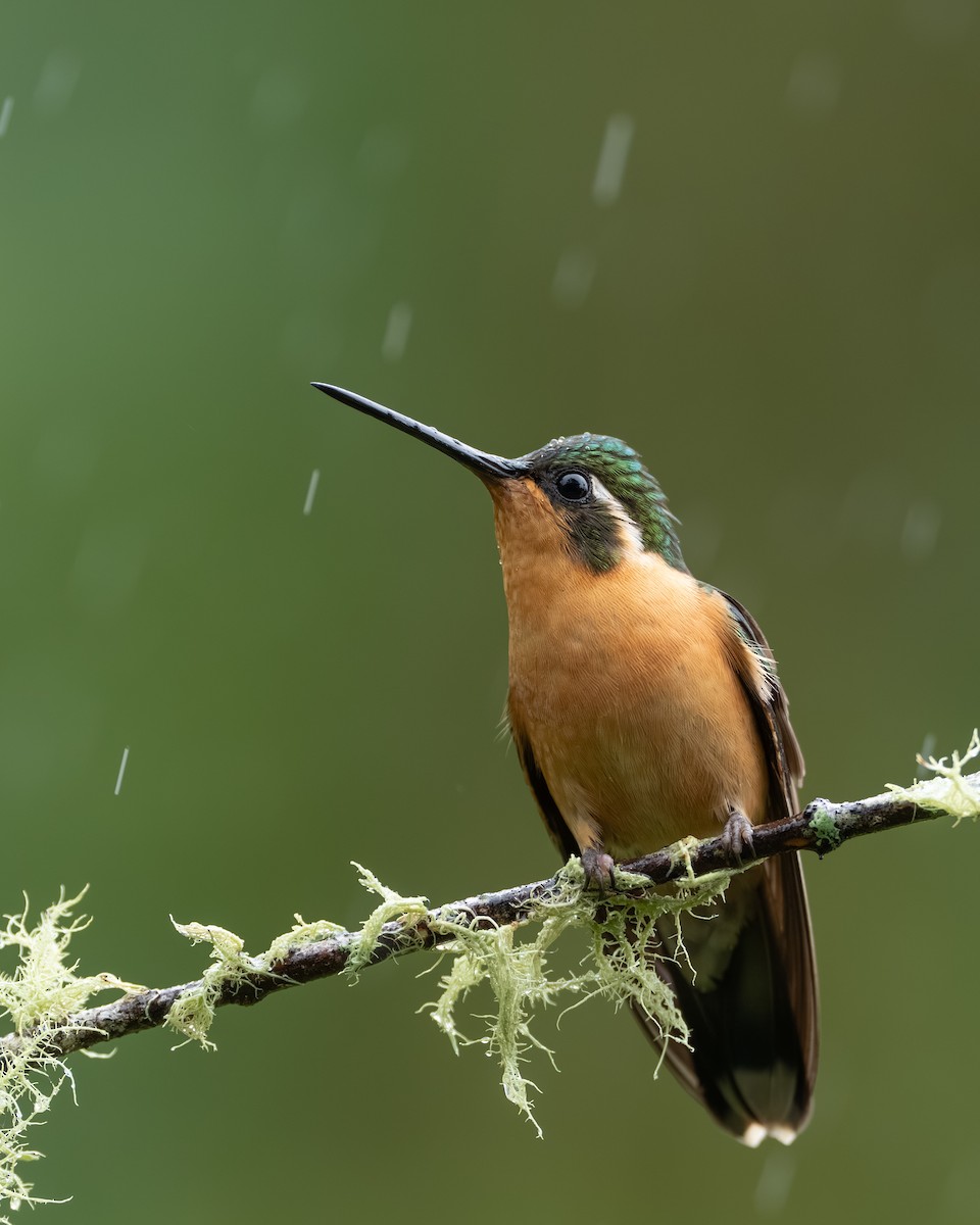 White-throated Mountain-gem - ML647495885