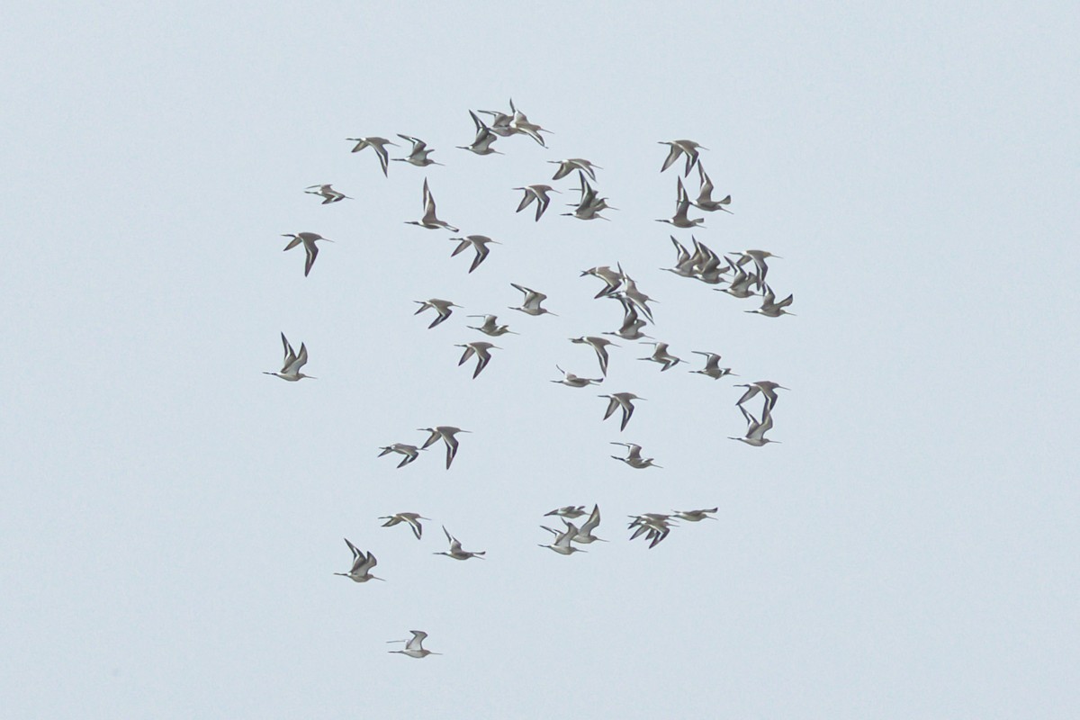 Uferschnepfe - ML647495886