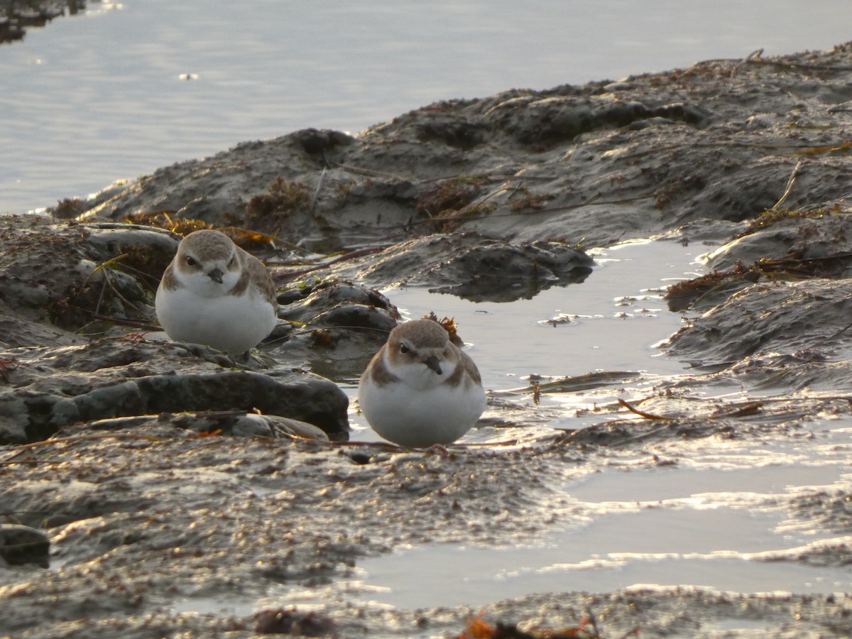 Chorlitejo Nivoso - ML647495891