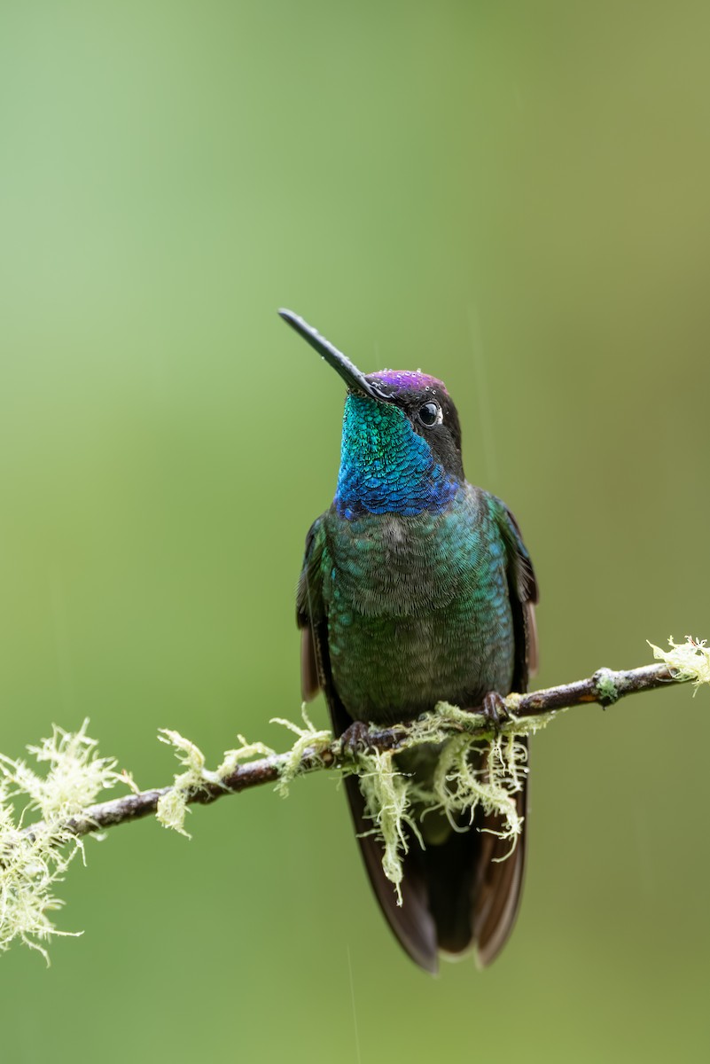 Talamanca Hummingbird - ML647495897