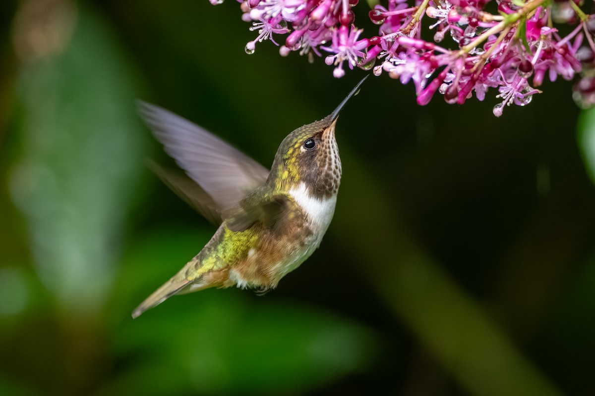 Volcano Hummingbird - ML647495898