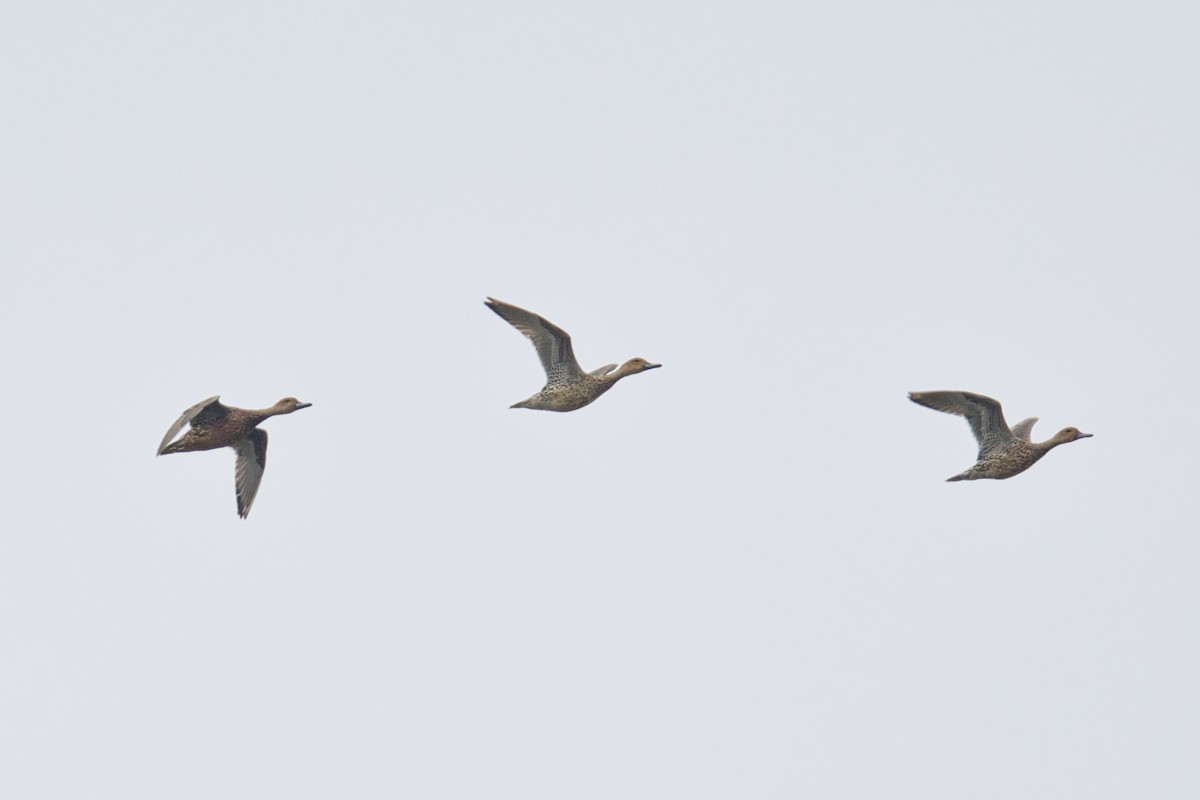 Spießente - ML647495899