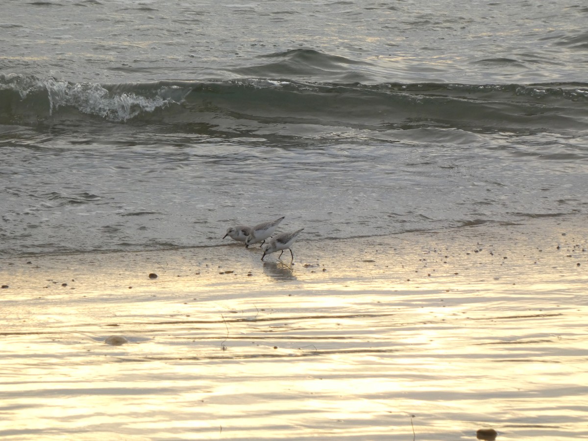 Schneeregenpfeifer - ML647495901