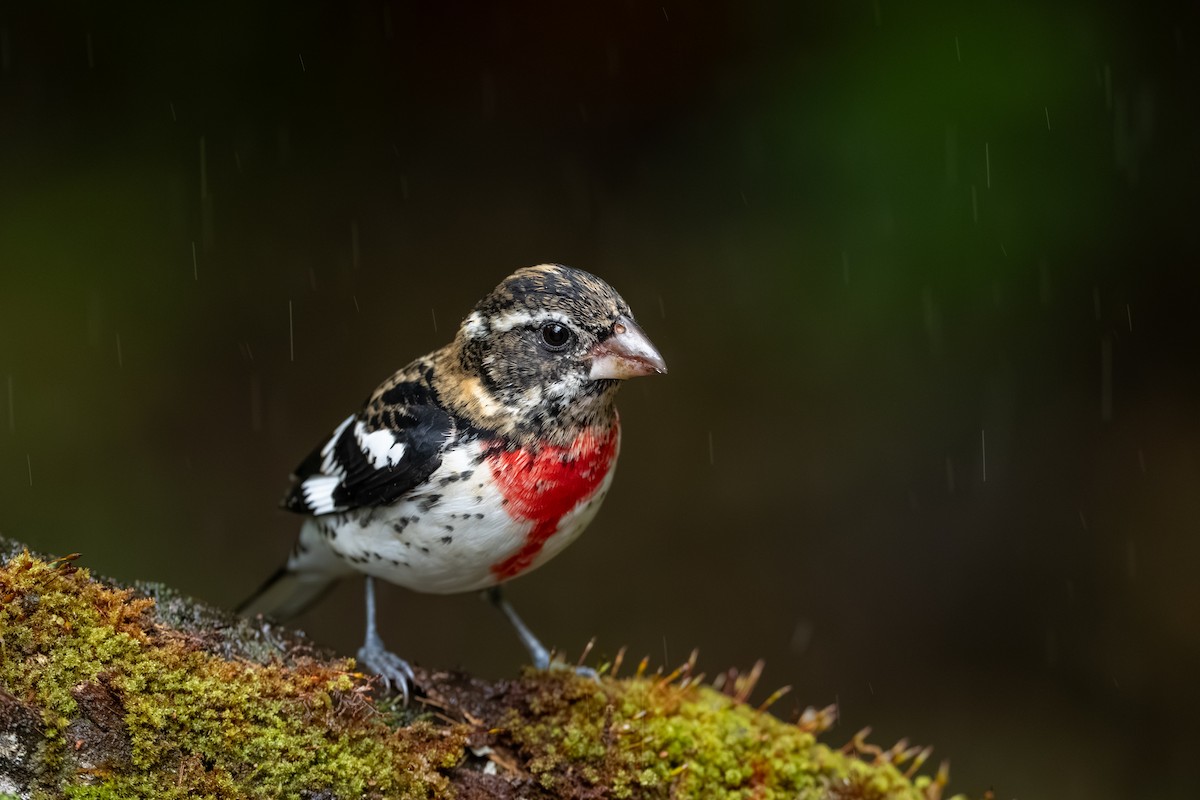 Rosenbrust-Kernknacker - ML647495903