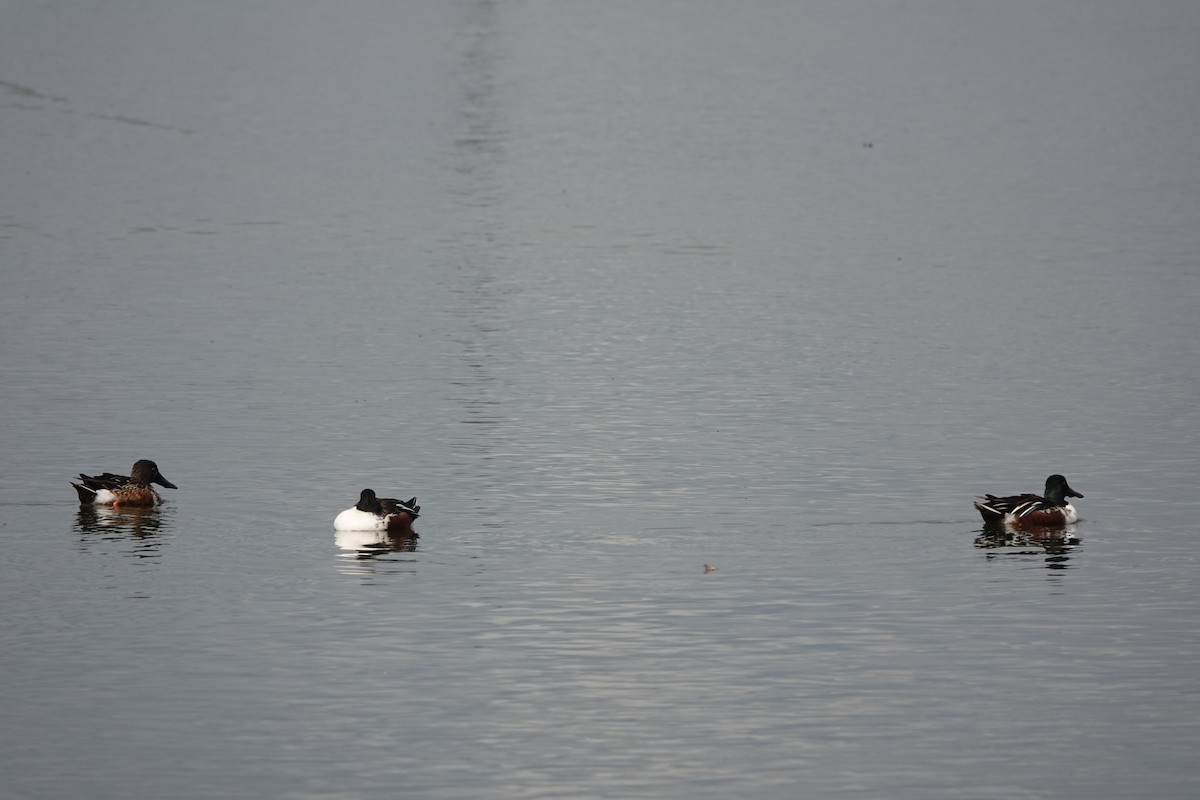 Löffelente - ML647495904