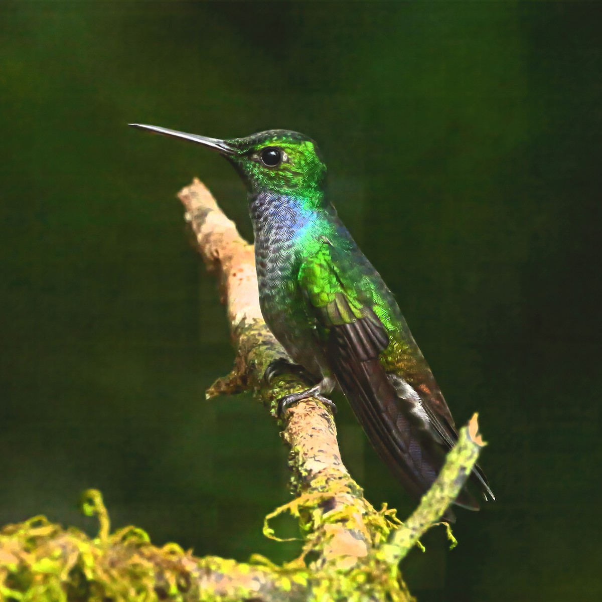 Blaubrustamazilie - ML647495909