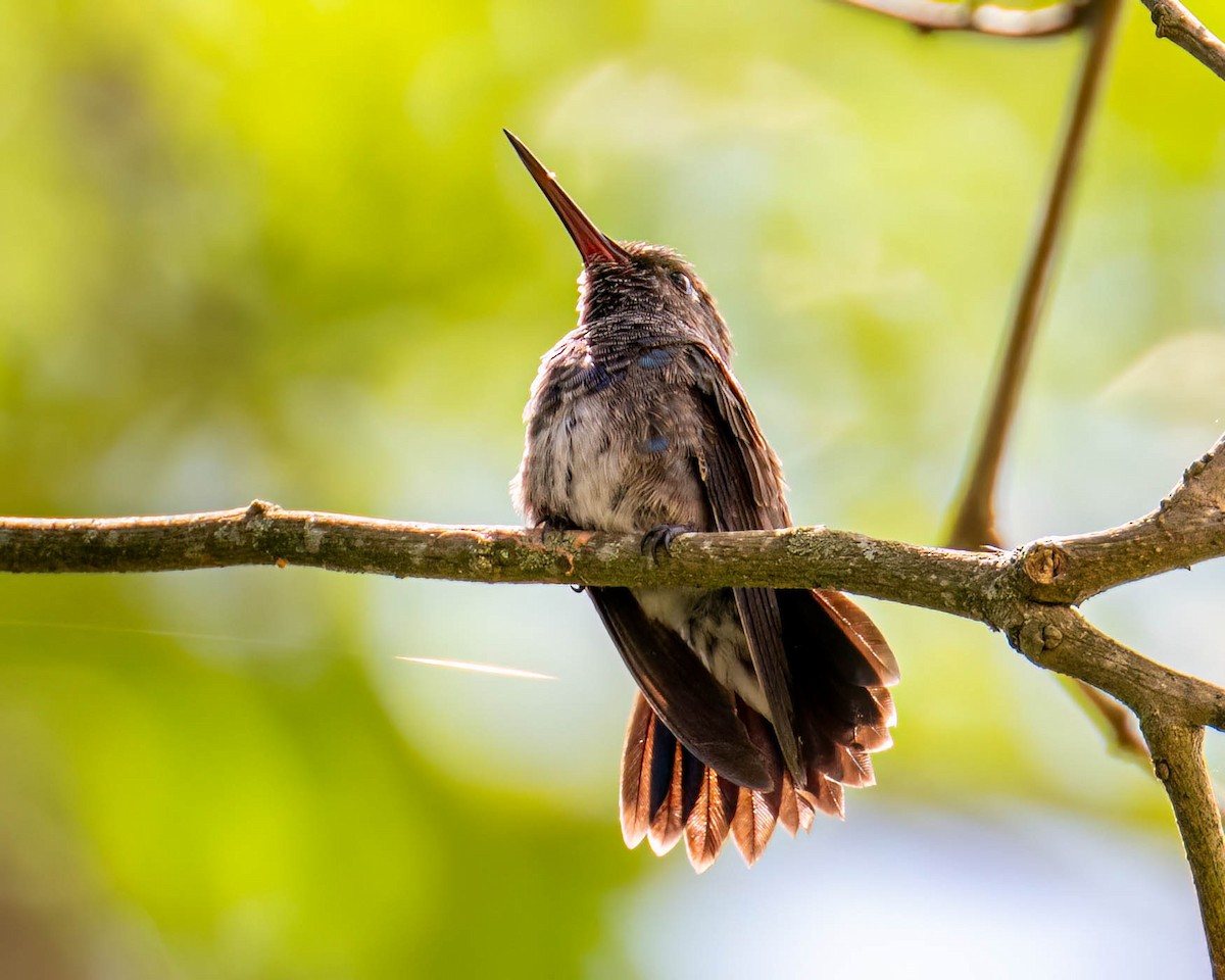 Saphiramazilie - ML647495911