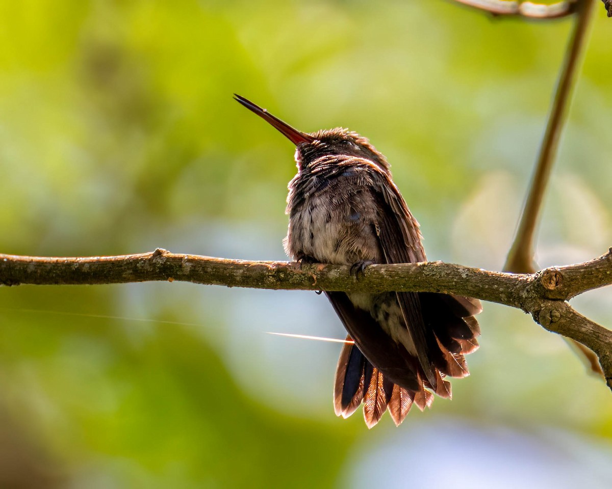 Saphiramazilie - ML647495912