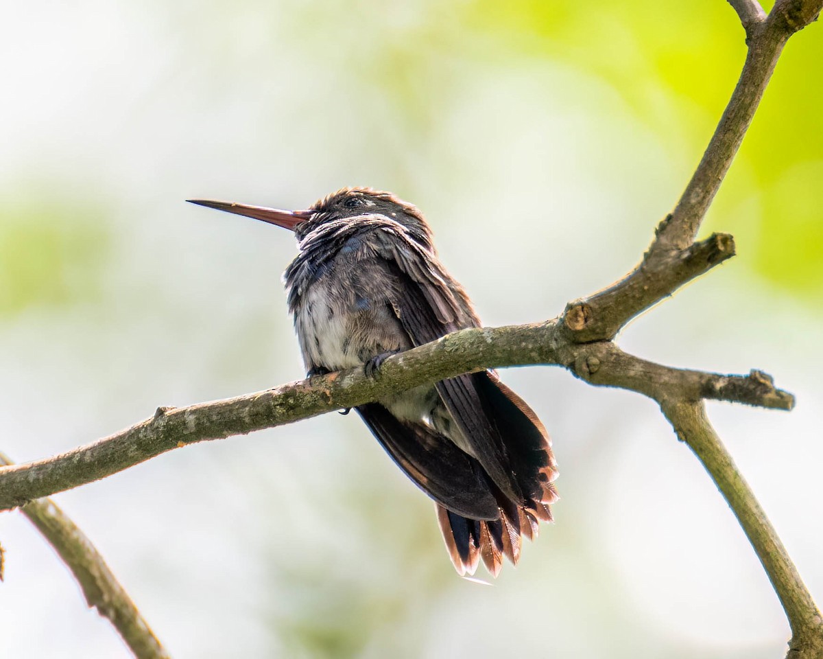 Saphiramazilie - ML647495913