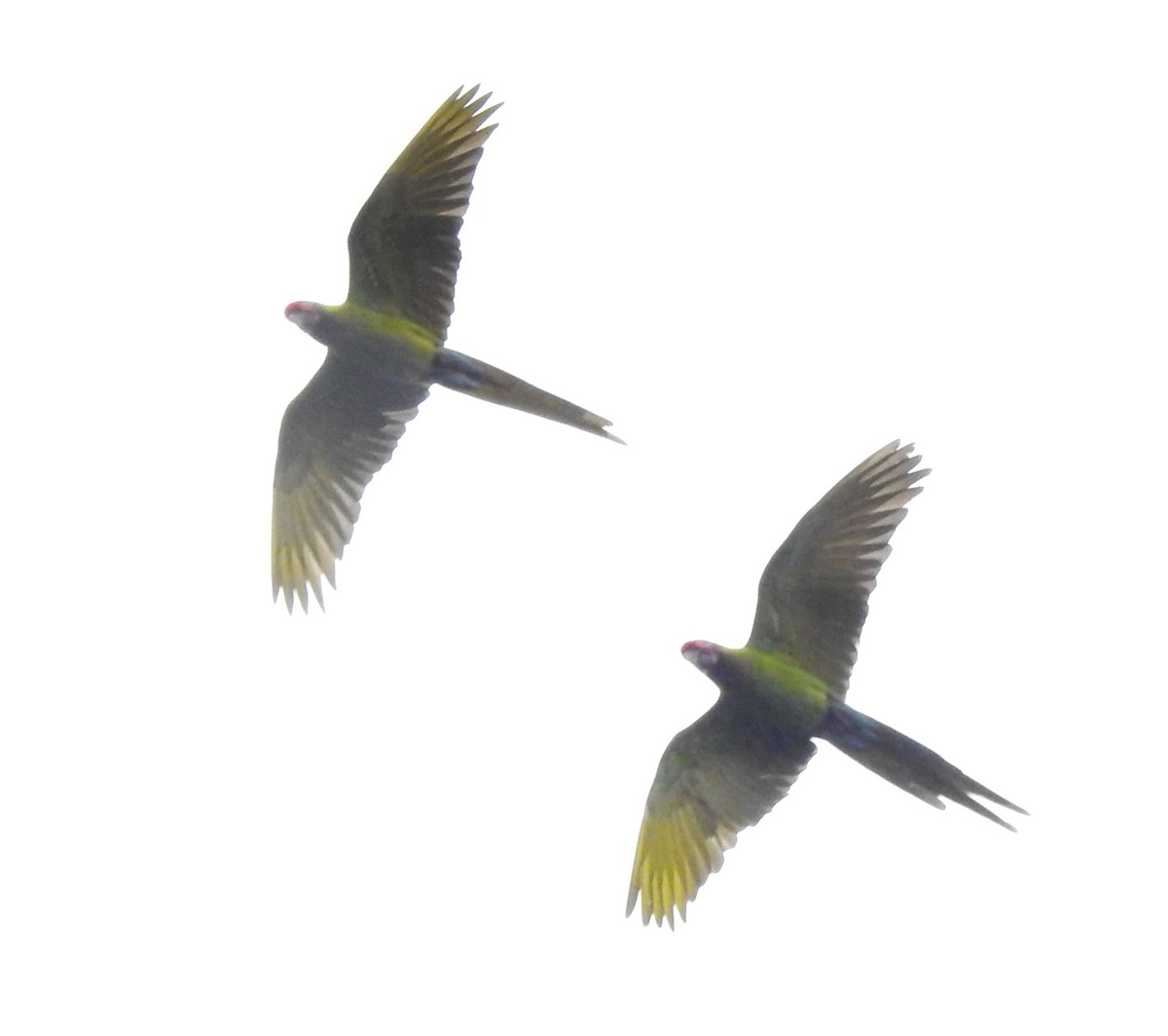 Lappenguan - ML647495915