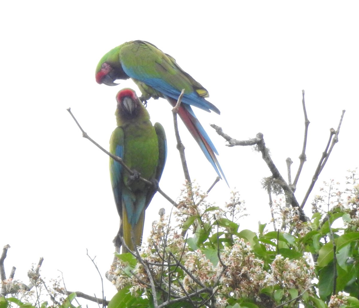 Lappenguan - ML647495916