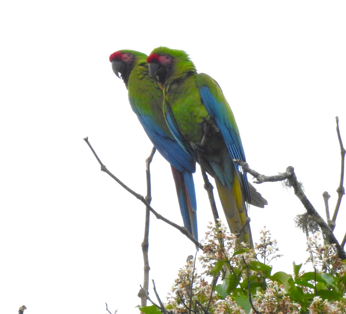 Lappenguan - ML647495917