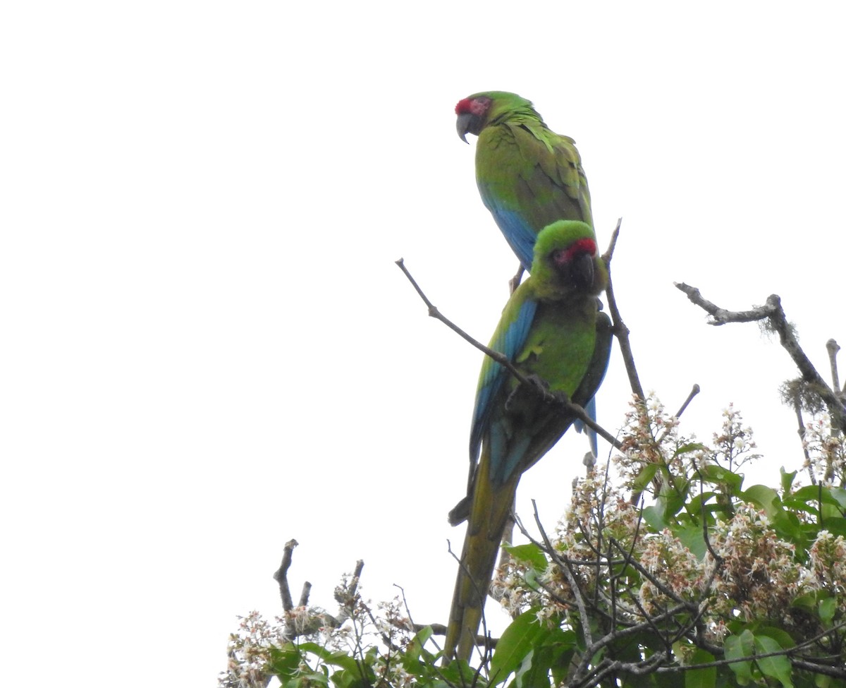 Lappenguan - ML647495918