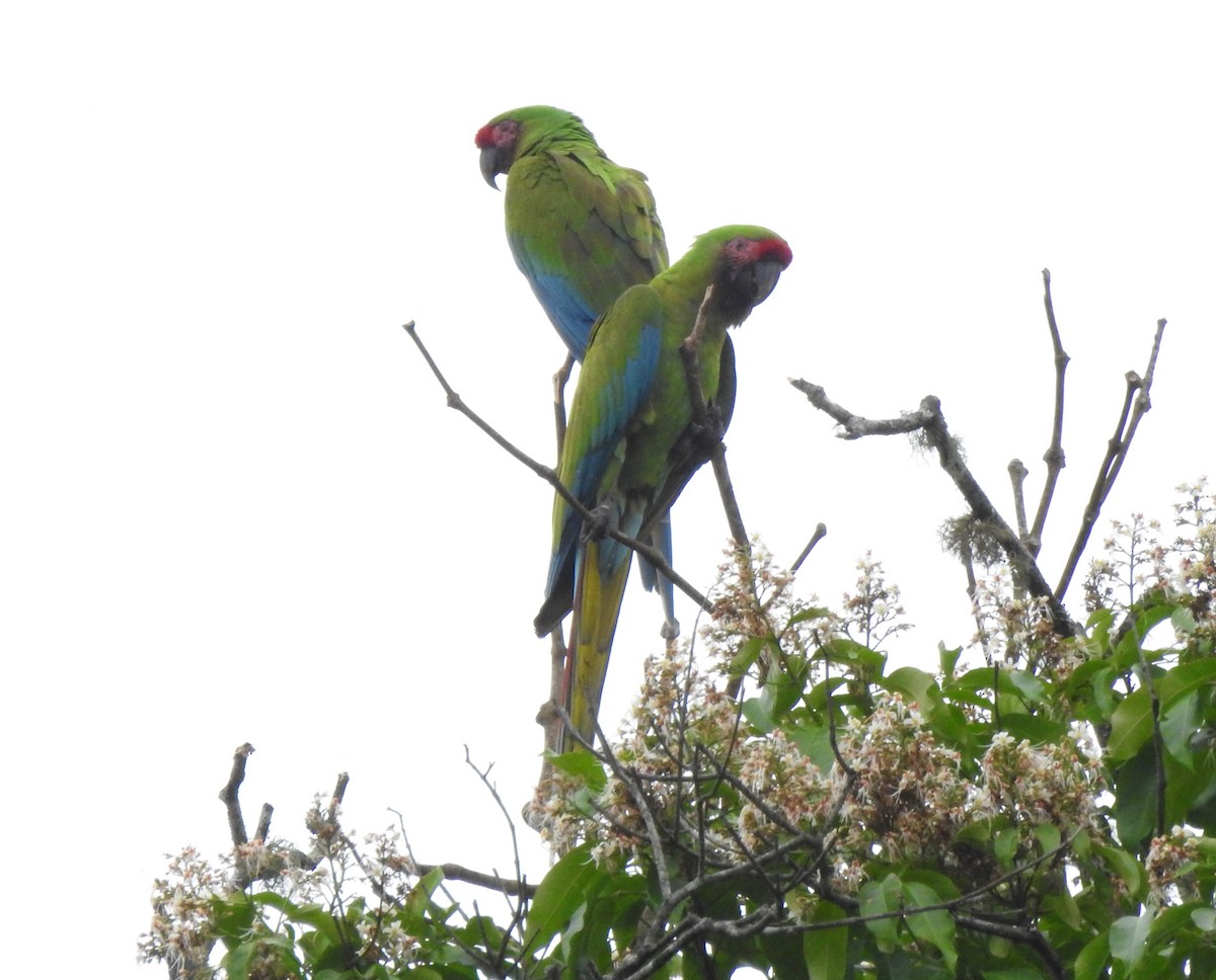 Lappenguan - ML647495919