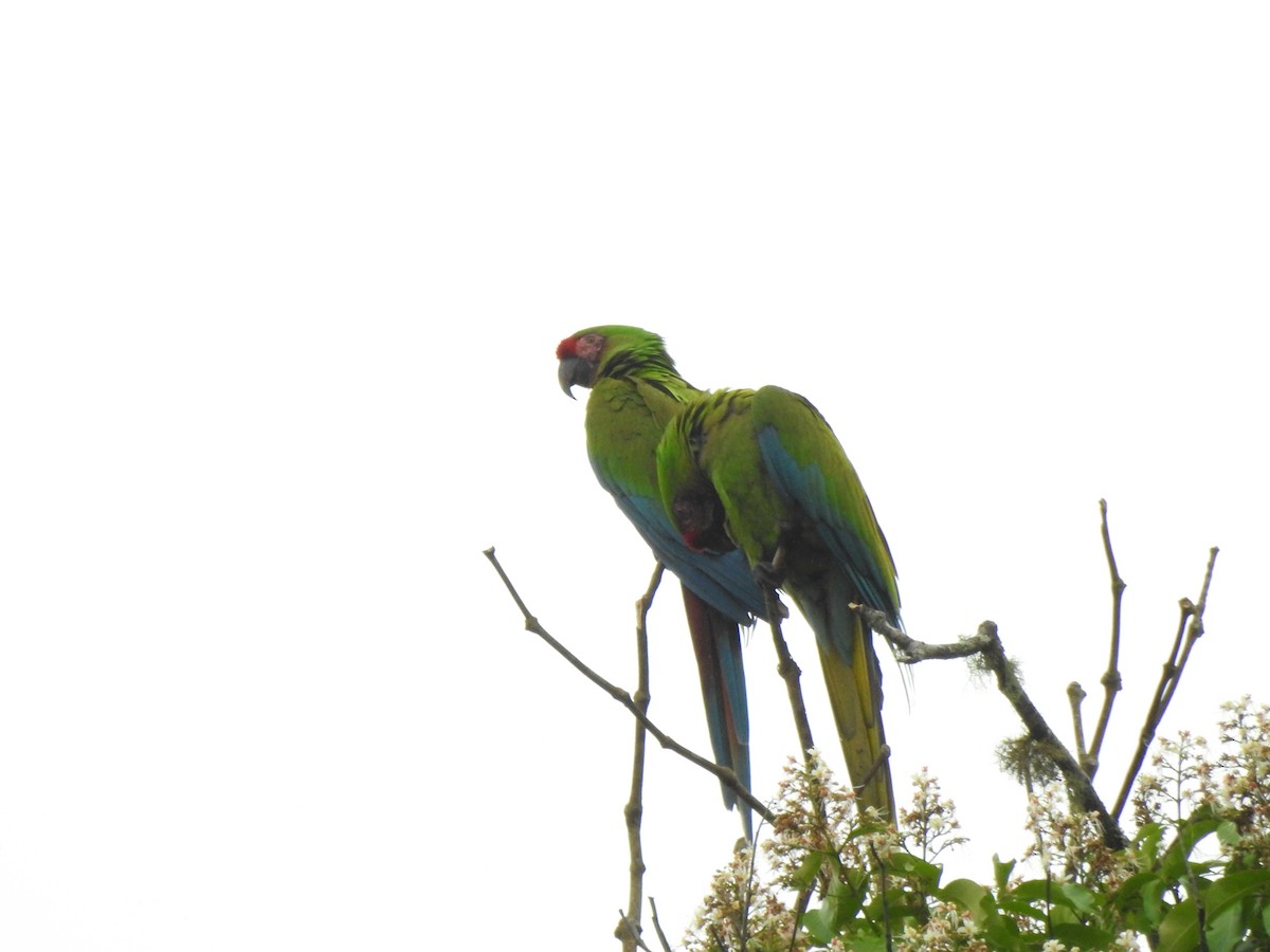 Lappenguan - ML647495920