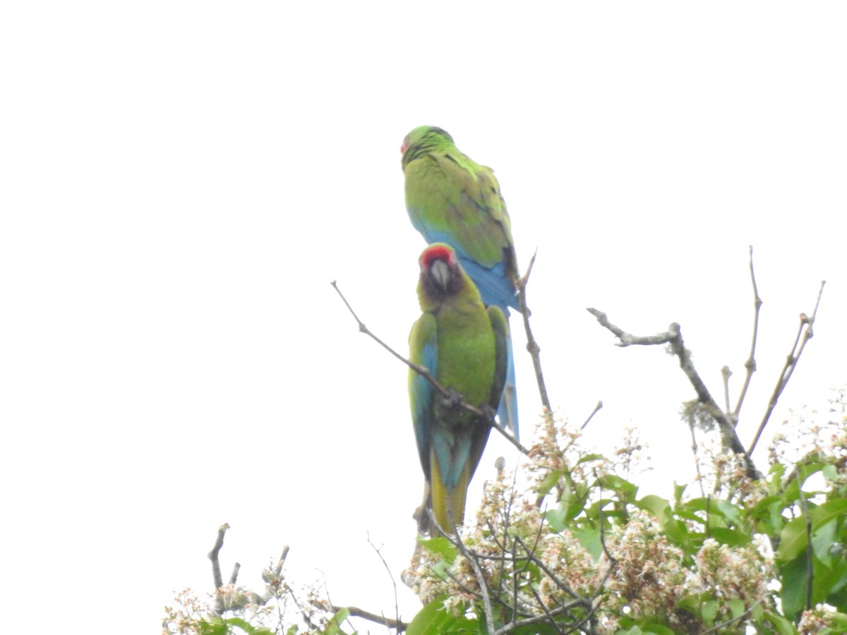 Lappenguan - ML647495921