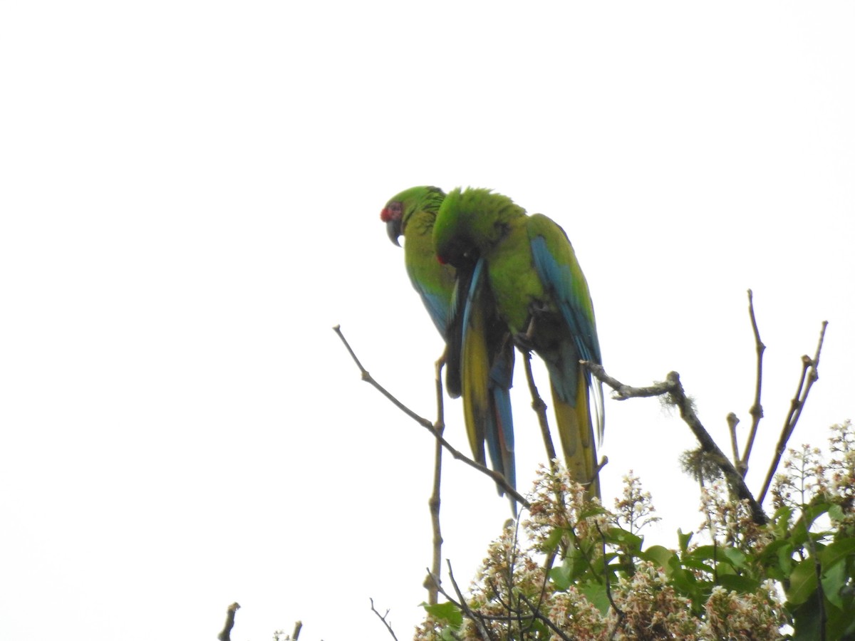 Lappenguan - ML647495922