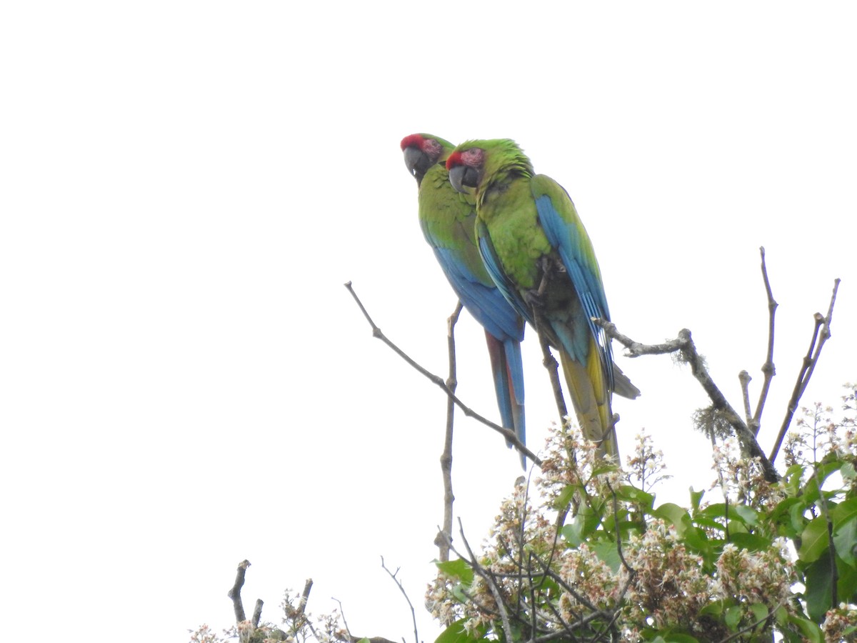 Lappenguan - ML647495923