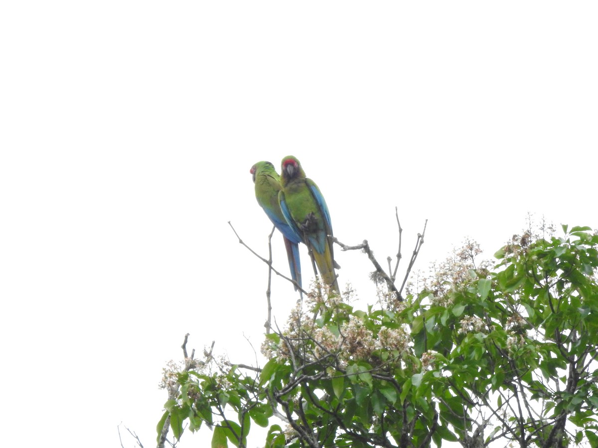 Lappenguan - ML647495924