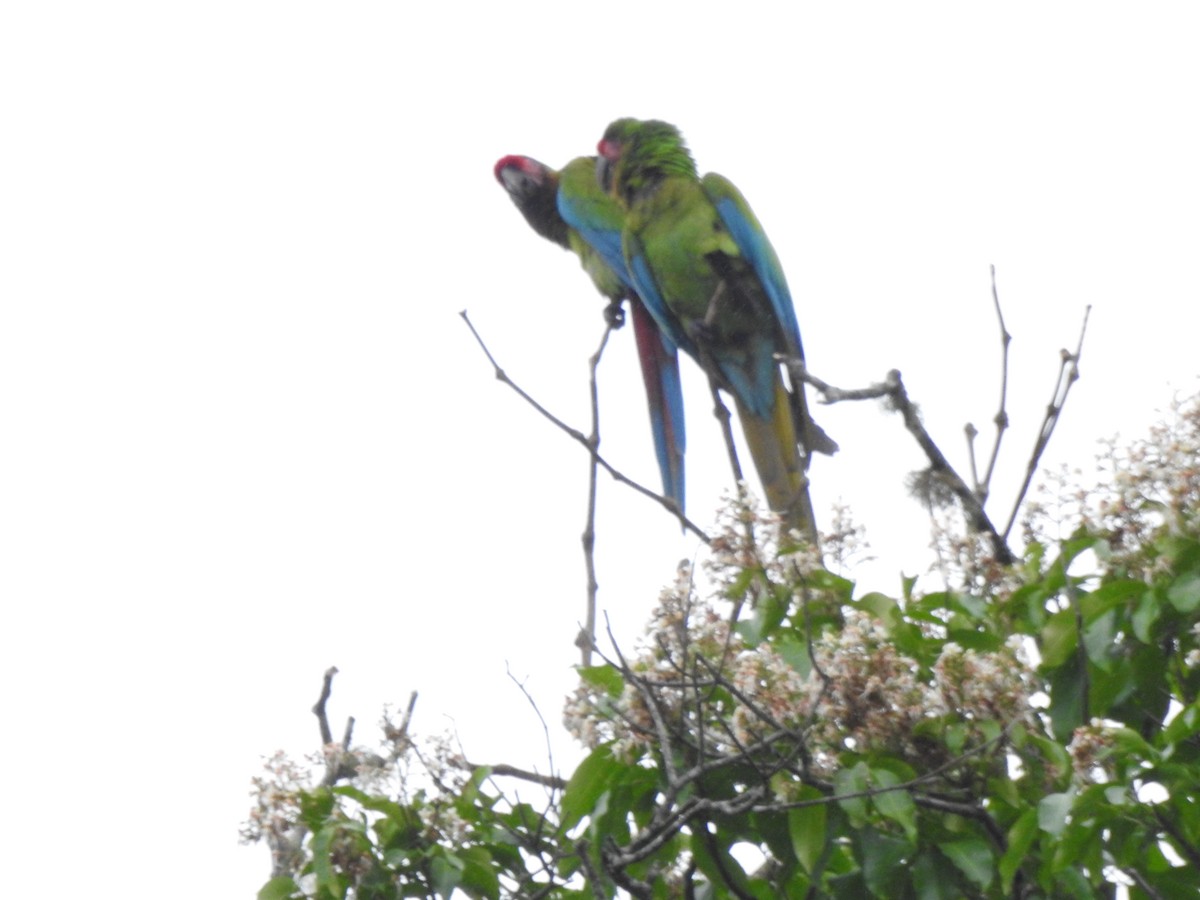 Lappenguan - ML647495925