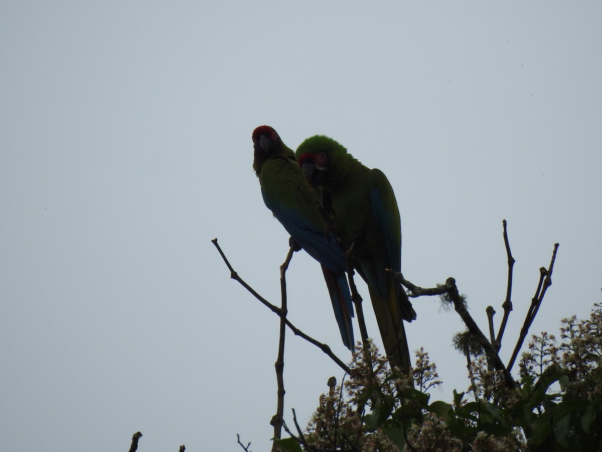 Lappenguan - ML647495926