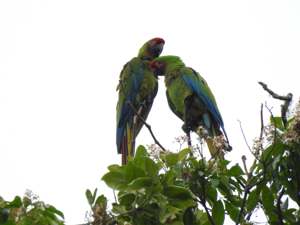 Lappenguan - ML647495927