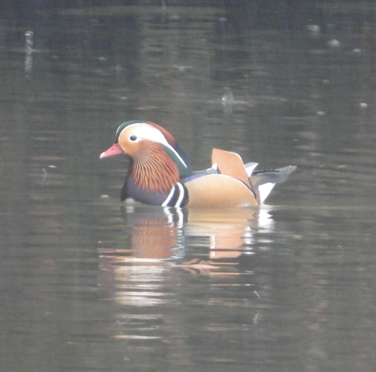 mandarinand - ML647495928