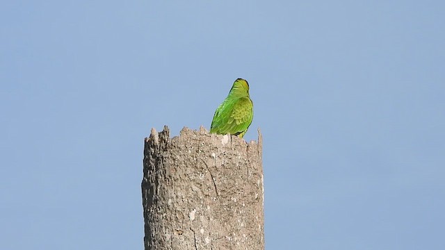 aratinga černohlavý - ML647495948