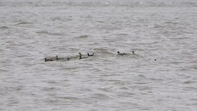 turpan žlutozobý - ML647496050