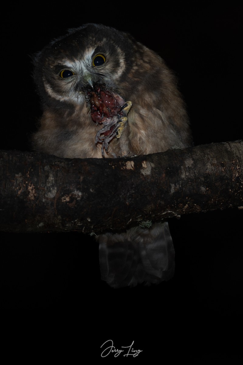 Morepork - ML647496051