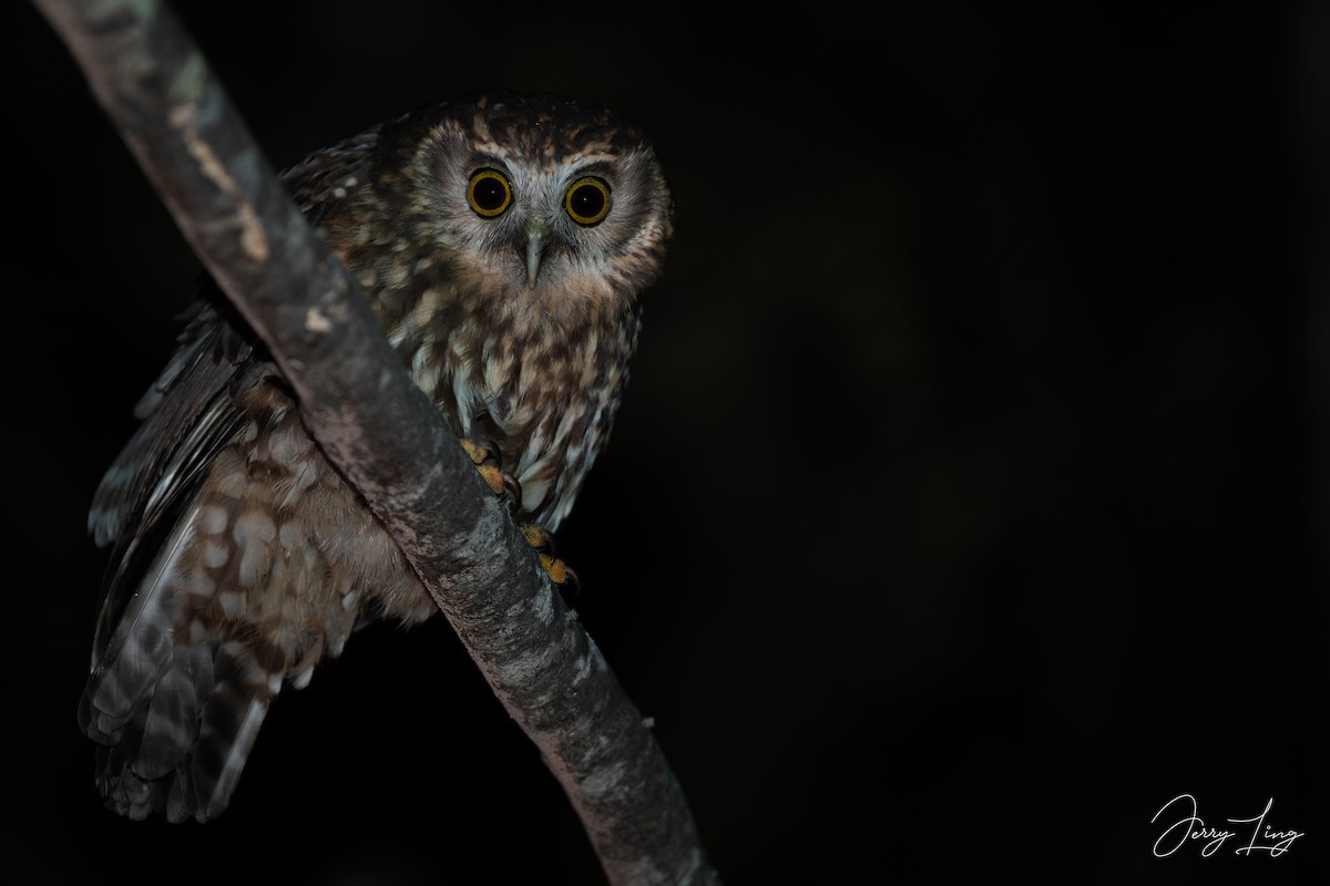 Morepork - ML647496052