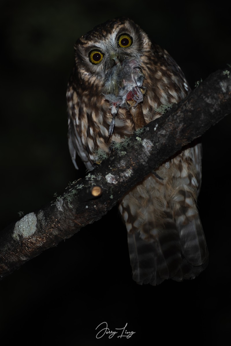 Morepork - ML647496053