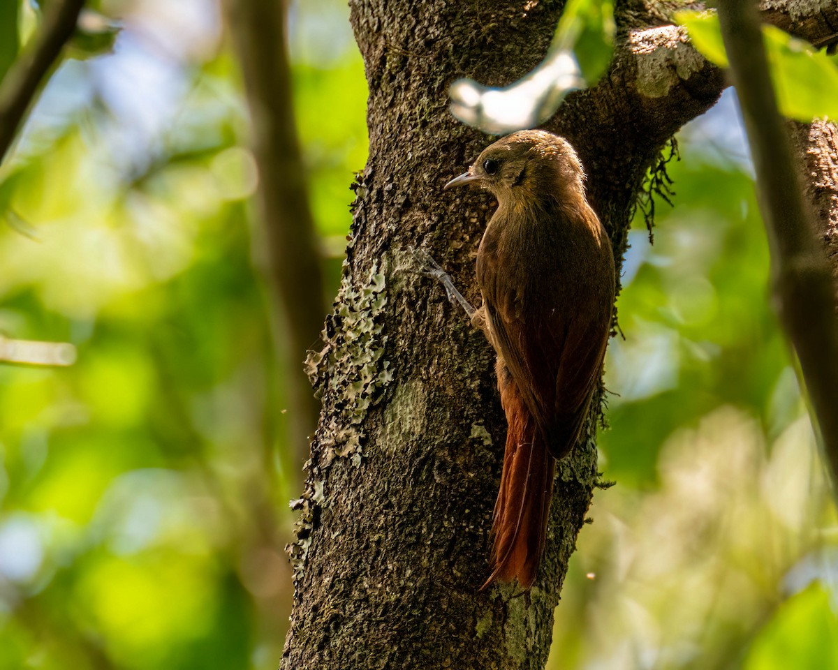 Olivaceous Woodcreeper - ML647496074