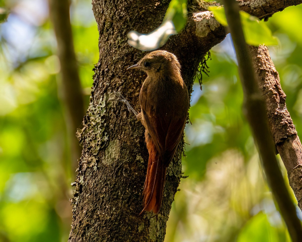 Olivaceous Woodcreeper - ML647496075