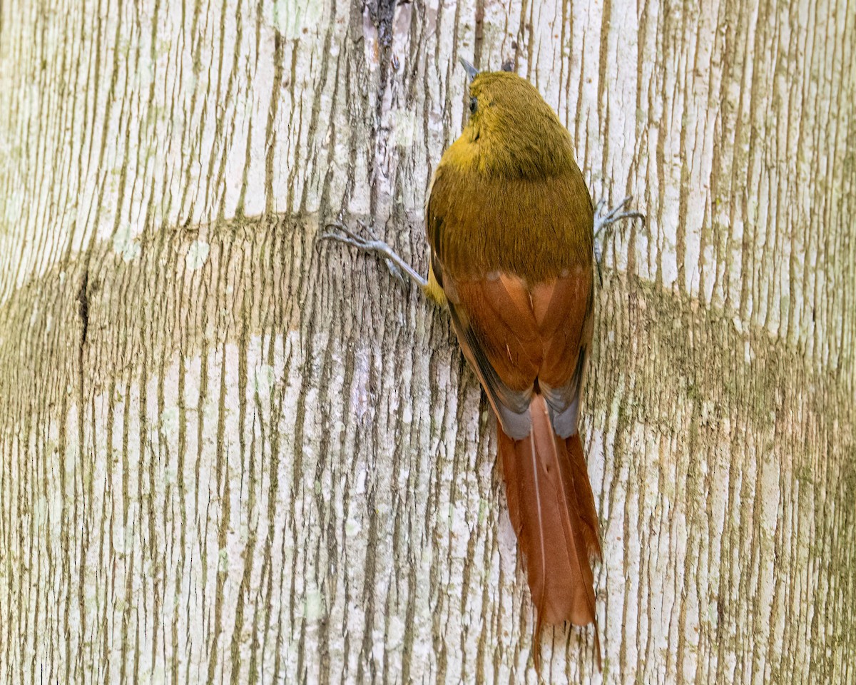 Olivaceous Woodcreeper - ML647496076